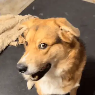 근본 원인 발견 밈